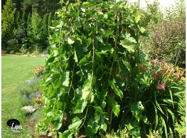 Morus alba   'Pendula'